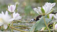 Pheasant Tailed Jacana Entering In The Frame Of Water Lily Flowers