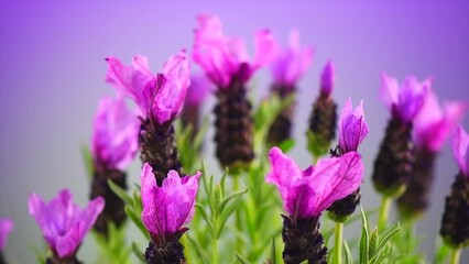 Canvas Print - Lavender. Blooming Violet fragrant lavender flowers, rotating, close up. Background of Growing Lavender, harvest. Garden, gardening. Watercolor design. Aromatic flowers. Slow motion 