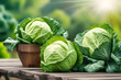 Fresh green cabbage on wooden table with blurred green nature background. 