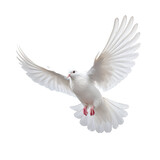 PNG of One White Dove freedom flying Wings on transparent background symbol of International Day of Peace, Holy spirit of God in Christian religion heaven concept