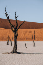 Photo Of Old Trees In The Stunning And Beautiful Deadvlei, Sossusvlei, Namibia