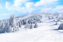 Winter panorama of the slope at ski resort, people skiing, snow pine trees, blue sky in Kopaonik, Serbia