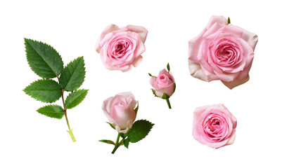 Wall Mural - set of pink rose flowers with green leaves isolated on white or transparent background