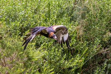 Wall Mural - Black breasted buzzard, Hamirostra melanosternon, in flight against green foliage background. A large raptor endemic to Australia.