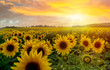 © Iryna - Dramatic sky at sunset over a sunflower field in Yorkshire