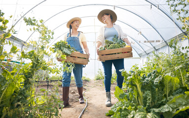 Wall Mural - Greenhouse, happy women together with box of vegetables and sustainable small business and garden agriculture. Friends working at farm, smile and growth in summer with organic agro food employees.