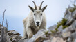 a determined mountain goat scaling a sheer cliff, its focused expression revealing the intensity of its ascent. 