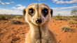 a curious meerkat standing upright on its hind legs, surveying the surroundings with keen interest