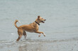 Female dog playing in the beach at summer