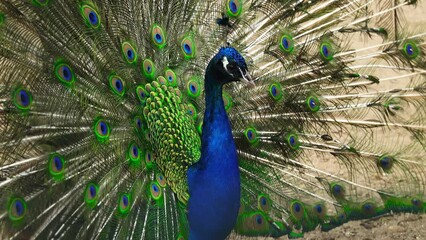 Sticker - peacock close up with spread tail. slow motion