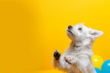 A Dog Playing With Balloons, Yellow Background
