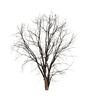 © Anek - Dead tree isolated on white background.