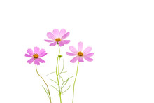 Pink Cosmos Flower On A White Background. Beautiful Flower Composition.