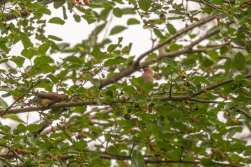 Wall Mural - Cedar Waxwing eating berries of a Mulberry tree