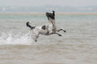 An adult female dog jumping and splashing in the water in the beach