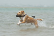 Two female dogs running and splashing in the water in the beach