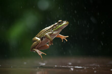 A Frog Is Hopping In The Rain