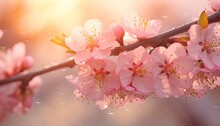 Blossom Peach Branch With Drops Of Water On A Blurred Background.
