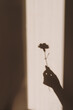 © Floral Deco - Aesthetic warm tan sunlight shadow silhouette of women hand holding carnation flower on beige wall. Minimal creative floral concept with sun light shade