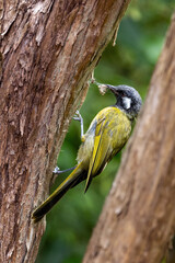 Wall Mural -  A white-eared honeyeater, Lichenostomus leucotis, eats insect grubs from tree bark. Tasmania, Australia.