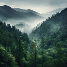 Quiet Forest Surrounded By Misty Mountains
