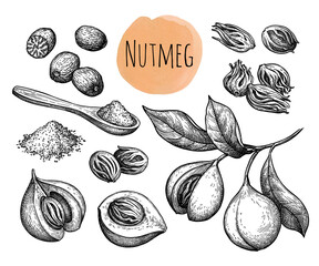 Canvas Print - nutmeg and mice spices set ink sketch.