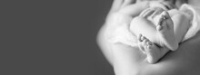 Happy Family Concept. Beautiful  Image Of Maternity. Baby Feet In Mother Hands Closeup. Mom And Her Child.  Black And White Image. Banner. Copy Space