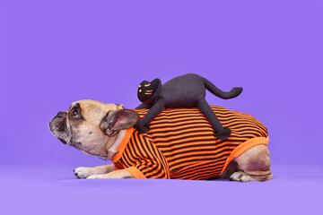 Wall Mural - Funny Halloween dog costume. French Bulldog with spooky black cat riding on its back on purple background