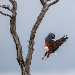 Wall Mural - African fish eagle flying to a dead tree with cloudy sky background