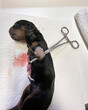 malformed puppy rottweiler