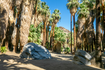 Wall Mural - Hiking trail in Indian Canyons, Palm Springs, California