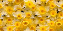 Daffodil Flowers. Seamless Texture. Beautiful Floral Pattern That Repeats.