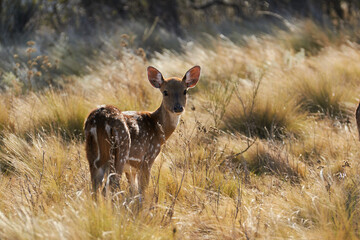 deer in the field