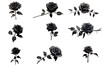 © Shahjahangdb - Black rose set isolated on transparent background. Black color rose flower bundle png