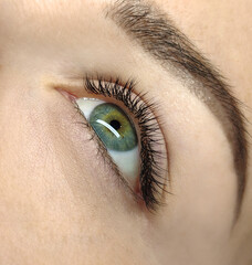 Wall Mural - Macro shot of female green eye with classic Japanese long false lashes. Young woman with perfect eyes shape and beautiful eyelash extensions. Closeup beauty photo of iris, pupil and lash extension 