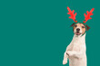 Christmas background with funny dog in reindeer antlers headband holding paws up