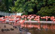 Flamingos At The Zoo