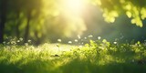 Fototapeta Las - Defocused green trees in forest or park with wild grass and sun beams. Beautiful summer spring natural background