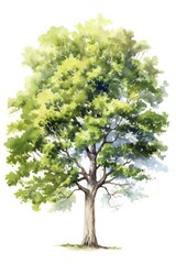 Wall Mural - Watercolor oak tree on a white background.