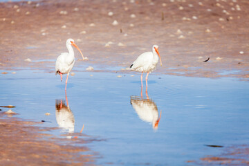 Poster - American white ibis