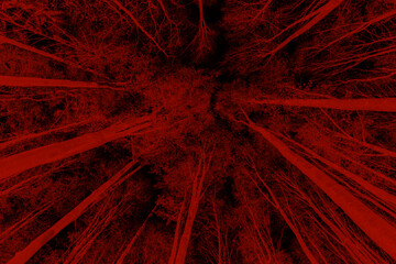 Poster - Silhouettes of trees on a red background. Horror or ecological concept. Red light and silhouette of trees.
