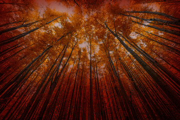 Poster - Silhouettes of trees on a red background. Horror or ecological concept. Red light and silhouette of trees.