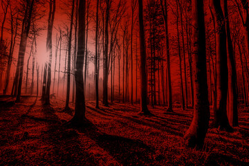 Poster - Silhouettes of trees on a red background. Horror or ecological concept. Red light and silhouette of trees.
