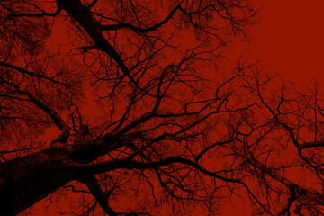 Poster - Silhouettes of trees on a red background. Horror or ecological concept. Red light and silhouette of trees.