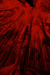 Poster - Silhouettes of trees on a red background. Horror or ecological concept. Red light and silhouette of trees.