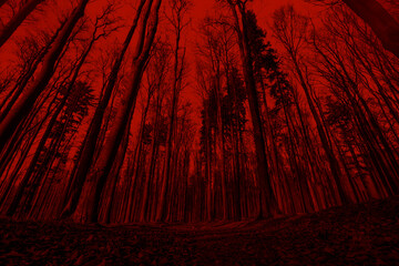 Poster - Silhouettes of trees on a red background. Horror or ecological concept. Red light and silhouette of trees.