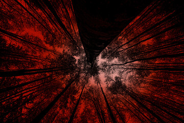 Poster - Silhouettes of trees on a red background. Horror or ecological concept. Red light and silhouette of trees.