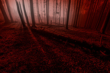 Poster - Silhouettes of trees on a red background. Horror or ecological concept. Red light and silhouette of trees.