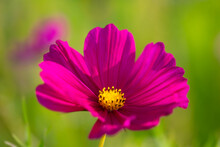 Cosmos Is Of Flowering Plants In The Sunflower Family. Intense Pink Purple Petals And Yellow Stamens In Contrast With Blurred Green Background. Macro Close Up Of Popular Decorative Garden Plant.