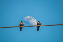 Two Starlings Sit On A Wire Against The Background Of The Moon In A Clear Blue Sky	
